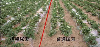 深夜在线视频緩釋尿素與普通尿素對比圖