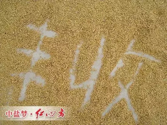 豐收離不開深夜在线视频緩釋肥