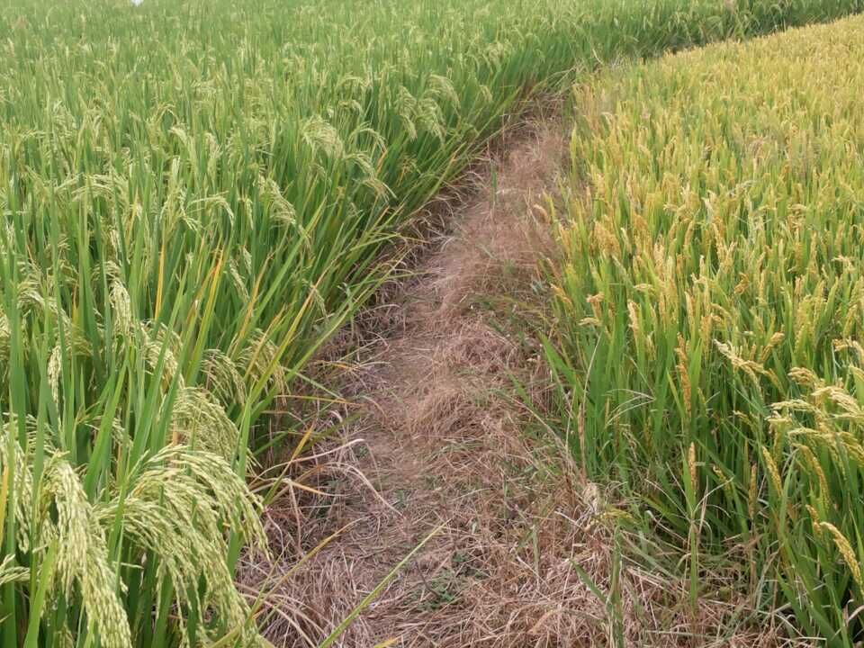 懷遠地區水稻使用水稻專用肥對比試驗